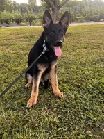 Dark Green Collar Male , a female German Shepherd Dog for sale in Morrisville, MO – 6 of 8