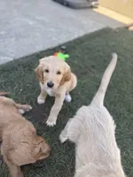 Chungus (HOUSE-TRAINED), a male Goldendoodle for sale in Cerritos, CA – Photo 2 of 2