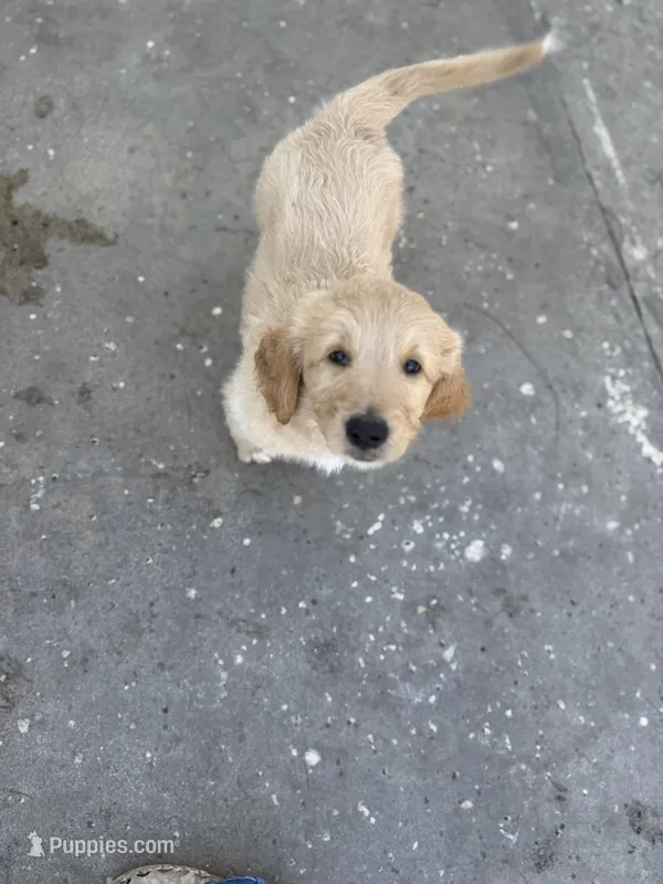 Chungus (HOUSE-TRAINED) – Goldendoodle puppy on hold in Cerritos, CA