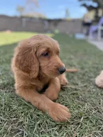 Pinky, a female Goldendoodle for sale in Cerritos, CA – Photo 2 of 2