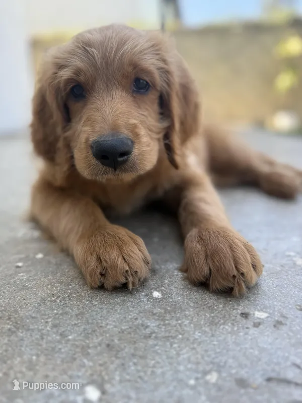 Pinky – Goldendoodle puppy for sale in Cerritos, CA