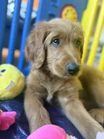 Pinky, a female Goldendoodle for sale in Cerritos, CA – Photo 3 of 8