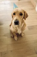 Pinky, a female Goldendoodle for sale in Cerritos, CA – Photo 8 of 8