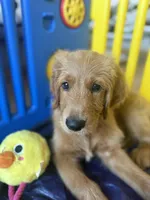 Pinky, a female Goldendoodle for sale in Cerritos, CA – Photo 5 of 8