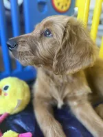 Pinky, a female Goldendoodle for sale in Cerritos, CA – Photo 4 of 8