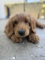 Pinky, a female Goldendoodle for sale in Cerritos, CA – Photo 2 of 8