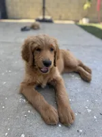 Pinky, a female Goldendoodle for sale in Cerritos, CA – Photo 6 of 8