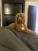 Pinky, a female Goldendoodle for sale in Cerritos, CA – Photo 7 of 8