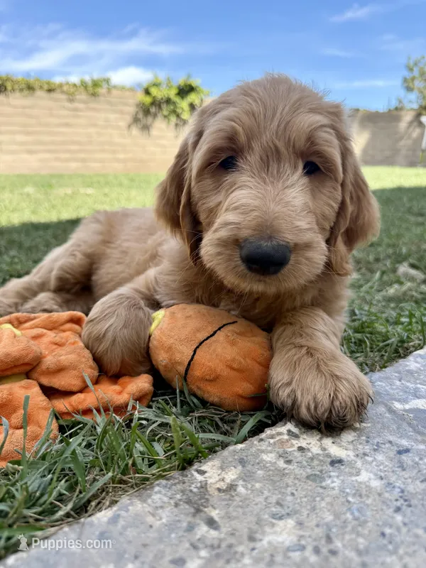 Mr. Leo – Goldendoodle puppy for sale in Cerritos, CA
