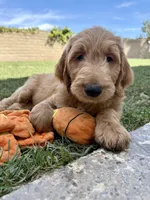 Mr. Leo, a male Goldendoodle for sale in Cerritos, CA – Photo 1 of 4