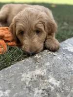 Mr. Leo, a male Goldendoodle for sale in Cerritos, CA – Photo 3 of 4