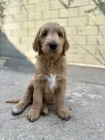 Mr. Leo, a male Goldendoodle for sale in Cerritos, CA – Photo 2 of 4