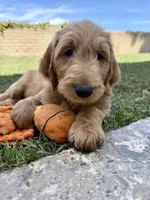 Mr. Leo, a male Goldendoodle for sale in Cerritos, CA – Photo 4 of 4