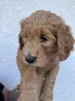 Chase  (HOUSE-TRAINED), a male Goldendoodle for sale in Cerritos, CA – Photo 4 of 4