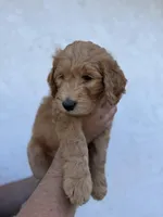 Chase  (HOUSE-TRAINED), a male Goldendoodle for sale in Cerritos, CA – Photo 3 of 4