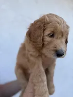 Chase  (HOUSE-TRAINED), a male Goldendoodle for sale in Cerritos, CA – Photo 2 of 4