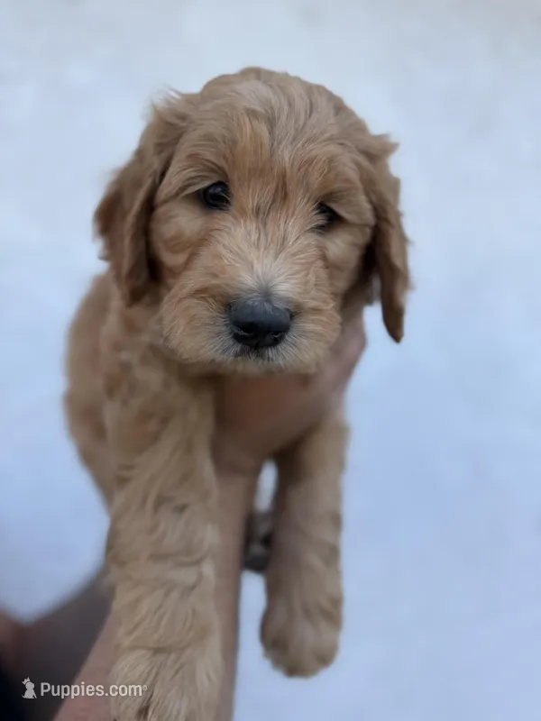 Chase  (HOUSE-TRAINED) – Goldendoodle puppy for sale in Cerritos, CA