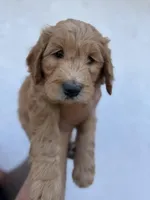 Chase  (HOUSE-TRAINED), a male Goldendoodle for sale in Cerritos, CA – Photo 1 of 4