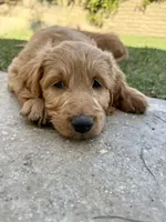 Baby, a female Goldendoodle for sale in Cerritos, CA – Photo 4 of 5