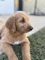 Baby, a female Goldendoodle for sale in Cerritos, CA – Photo 5 of 5