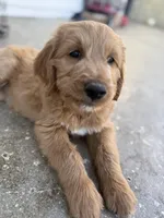 Baby, a female Goldendoodle for sale in Cerritos, CA – Photo 3 of 5