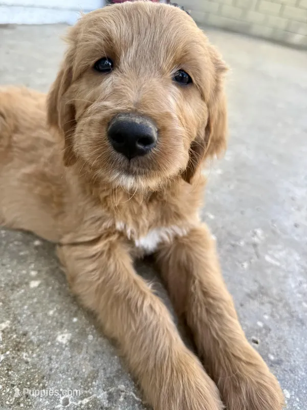 Baby – Goldendoodle puppy for sale in Cerritos, CA