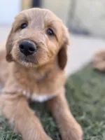 Baby, a female Goldendoodle for sale in Cerritos, CA – Photo 2 of 5