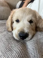 Kacchan (HOUSE-TRAINED), a male Goldendoodle for sale in Cerritos, CA – Photo 2 of 4