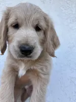 Kacchan (HOUSE-TRAINED), a male Goldendoodle for sale in Cerritos, CA – Photo 1 of 4