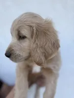 Kacchan (HOUSE-TRAINED), a male Goldendoodle for sale in Cerritos, CA – Photo 3 of 4