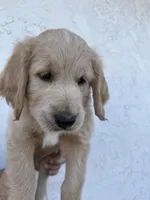 Kacchan (HOUSE-TRAINED), a male Goldendoodle for sale in Cerritos, CA – Photo 4 of 4