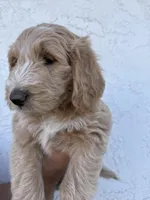 Will  (HOUSE-TRAINED), a male Goldendoodle for sale in Cerritos, CA – Photo 2 of 2