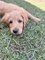Awoofy, a female Goldendoodle for sale in Cerritos, CA – Photo 6 of 6