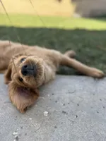 Awoofy, a female Goldendoodle for sale in Cerritos, CA – Photo 3 of 6