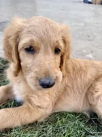Awoofy, a female Goldendoodle for sale in Cerritos, CA – Photo 2 of 6