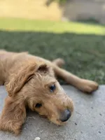 Awoofy, a female Goldendoodle for sale in Cerritos, CA – Photo 4 of 6