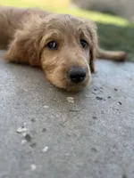Awoofy, a female Goldendoodle for sale in Cerritos, CA – Photo 5 of 6