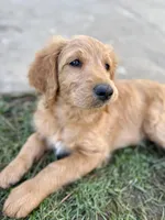 Awoofy, a female Goldendoodle for sale in Cerritos, CA – Photo 1 of 6