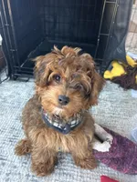 Louie, a male Morkie for sale in Gibson City, IL – Photo 2 of 3