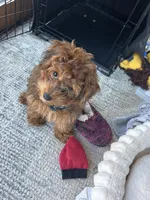 Louie, a male Morkie for sale in Gibson City, IL – Photo 1 of 3