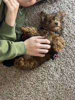 Louie, a male Morkie for sale in Gibson City, IL – Photo 3 of 3