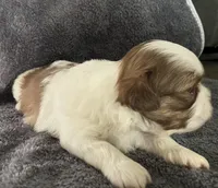 Jasper , a male Shih Tzu for sale in Dandridge, TN – Photo 3 of 6