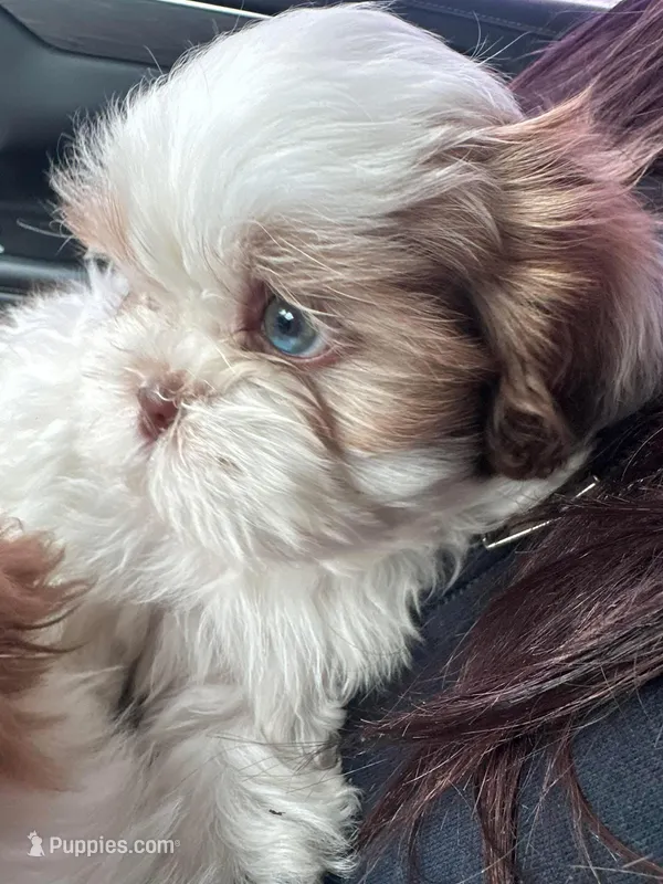 Jasper  – Shih Tzu puppy for sale in Dandridge, TN