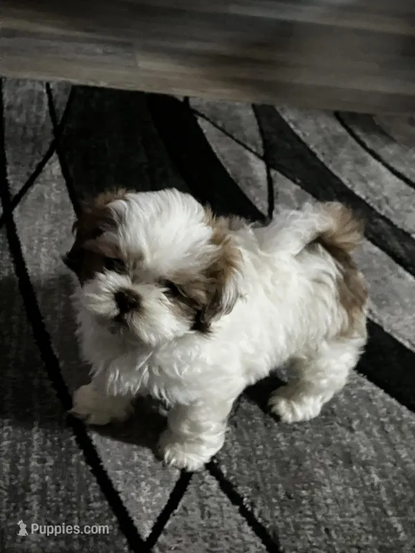 Jasper  – Shih Tzu puppy for sale in Dandridge, TN