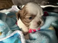 Jasper , a male Shih Tzu for sale in Dandridge, TN – Photo 2 of 6