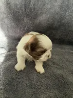 Jasper , a male Shih Tzu for sale in Dandridge, TN – Photo 4 of 6