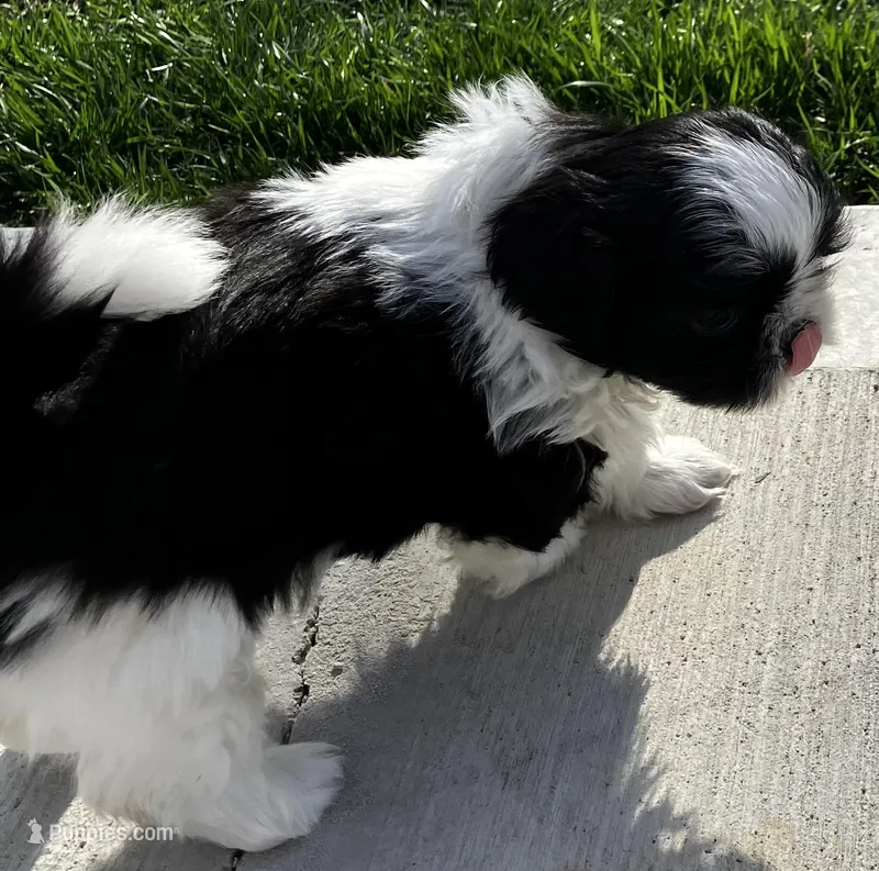 Willow  – Shih Tzu puppy for sale in Dandridge, TN