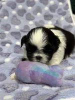 Willow , a female Shih Tzu for sale in Dandridge, TN – Photo 1 of 2