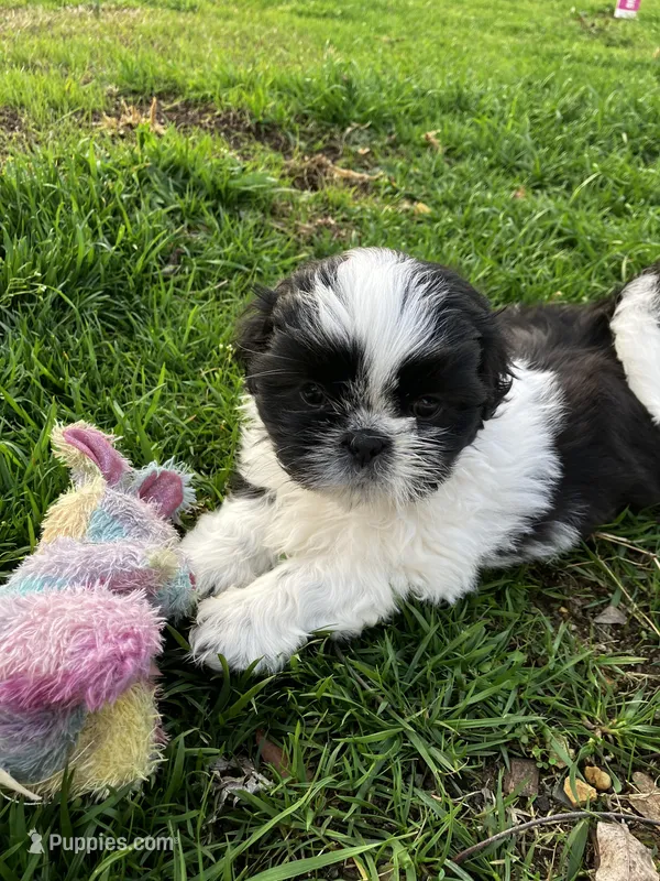 Willow  – Shih Tzu puppy on hold in Dandridge, TN