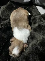 Milo , a male Shih Tzu for sale in Dandridge, TN – Photo 3 of 3